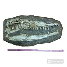 Mosasaur Skull Fossil Replica-Mesozoic Marine Reptiles -Paleontology picture