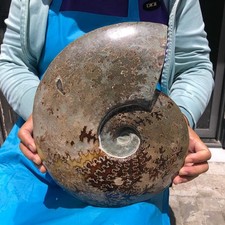 10.64 LB Natural Ammonite Fossil Specimen Home Table Decor Healing Stone 6823 picture