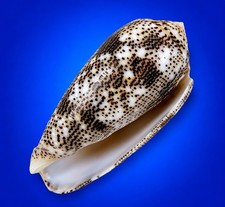 Conus stercusmuscarum 54.8mm Fly-Specked Cone Shell Indo-Pacific w/data label picture