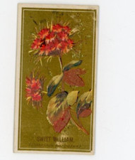 1890 N164 Goodwin & Co. Old Judge Tobacco Cigarettes Sweet William F162 picture