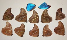 LOT OF 10 MORPHO DIDIUS A2 PLUS 2 WINGS TO REPAIR UNMOUNTED WINGS CLOSED  picture