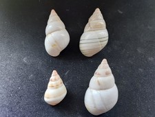 #X100 Lot of 4 attractive Liguus, L. Pine Key 5, 6 & 2 25-40mm land snail shells picture