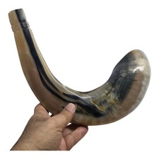 Shofar Authentic Moroccan Ram Horn 54cm/21.3