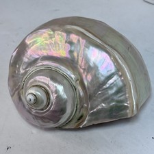 Rare Vintage Large Iridescent PEARL MARMORATUS SATIN TURBO SEASHELL BEACH  5-6