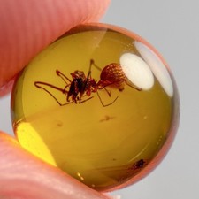 ASSASSIN SPIDER SPHERE 7.5mm bead Burmese / Burmite amber fossil bead picture