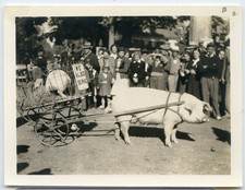 Pig Pulling Cart Snapshot “We Also Serve” WWII Homefront Related? World War E736 picture