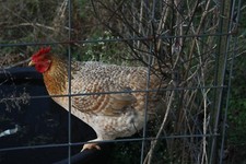 Digital image picture wallpaper rustic brown hen photo by Paige picture