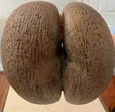 Vintage Coco de Mer Double Coconut Shell – Rare Botanical Specimen picture