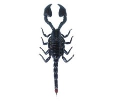 Heterometrus laoticus EMPEROR SCORPION MOUNTED WHOLESALE PACKAGED picture