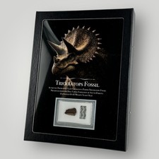 RARE Authentic Triceratops Hell Creek Dinosaur Fossil Collector 6x8 Display COA picture