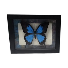 Framed Papilio Ulysses Butterfly Real Taxidermy Blue Mountain Swallowtail picture