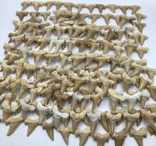 1000 Authentic Otodus Obliquus Fossil Shark Teeth Lot Natural Specimens Morocco  picture