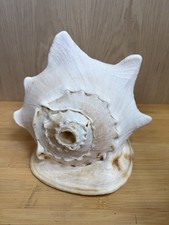 Giant Queen Horned Helmet Conch Sea Shell Large Excellent Condition picture