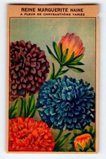 1920's Flower Seed Art Print REINE MARGUERITE Lithograph Original Vintage Unused picture
