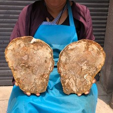 6.62LB 2pcs Natural Petrified Wood Crystal Fossil Slice Shape Specimen Healing picture
