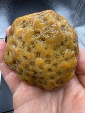 Ancient Fossilized Indiana Geode Coral Bryozoan Agate Hoosier Oddity 1,860 Carat picture