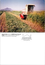 Continental Imperial Valley Hay Harvest Postcard picture