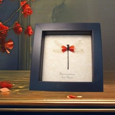 Red Damselfly Hetaerina americana Real Framed Rubyspot Insect Taxidermy Display picture