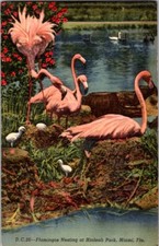 Vintage Postcard Flamingoes Nesting in Hialeah Park Miami FL Florida 1943  H-467 picture