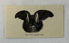 small 1883 magazine engraving~ LONG-EARED BAT picture