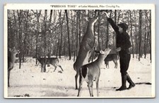 1948 Lake Minisink Pike County PA Feeding Deer Postcard E.H. Buchman picture