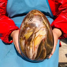 10.36LB Natural Petrified Wood Fossil Egg Crystal Mineral Healing picture
