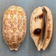 #1 Cypraea argus ventricosa 97.6mm F Suva, Fiji picture