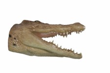 Crocodile Head Large Trophy Wall Sculpture Decor Man Cave Accent Piece picture