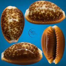 Cypraea helvola f. argella 22.6mm GEM Sri Lanka / Cypraeidae Shells Shell picture