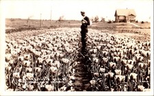 RPPC Real Photo Postcard Man in Tulip Fields Farm House Vintage Antique Sepia picture