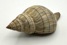 Natural Earth Tone Banded Tulip Seashell 3.75” 95mm Coastal Decor picture