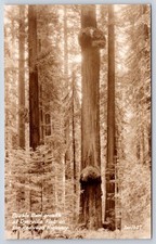 Antique California Postcard DYERVILLE Double Burl Redwood RPPC picture