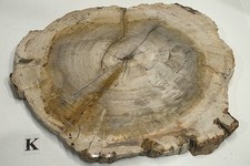 Full Bark Petrified Wood Slab Polished Both Sides #K picture
