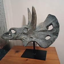 Large Triceratops Composit Skull Resin Molded picture