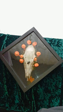 Wall Hanging Skull Shadow Box Orange Mushrooms Taxidermy Oddity Art Gift Goth picture