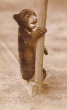 1934 Press Photo Hunter Frank Buck's Pet Bear 
