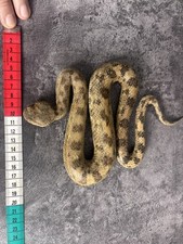 Rare Cerastes cerastes Saharan horned viper snake taxidermy Real skin mount  picture
