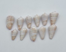 Western Florida Beach Cone Shells Washed Not Treated Lot of 11 picture