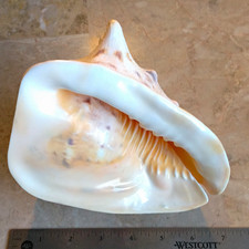 Queen Horned Helmet Conch, Vibrant Color, Excellent Condition, 6.75 Inch picture