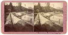 OREGON STEREOVIEW - Coos Bay - Gardner Mill Logging - EA Stauff 1880s picture