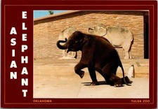 Tulsa Oklahoma Asian Elephant at Tulsa Zoo Continental Postcard A292 picture