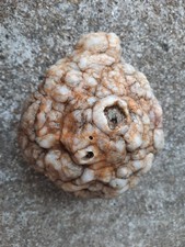 2.3 Pound Bubbly Unopened Rattler Geode from Southern Kentucky. 5.5