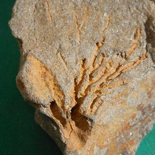 Crinoid, Bolivia Devonian rare fossil picture