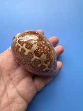 80.6mm | Cypraea Mappa | F+++ GEM | PINK base | SUPER Nice pattern picture