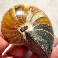 63g Natural polishing Ammonite crystal specimens 273 picture