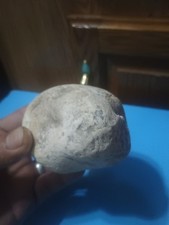Ancient Fossilized Creature Reptile picture