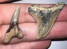 GEM HUGE HEMIPRISTIS Fossil Shark Teeth Lot of 2 Megalodon Era 1.55 and 1.29 IN picture