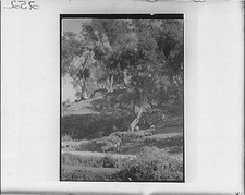 Photo:Europe 1930s Terraced Hillside Landscape Travel View picture