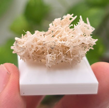 Reticulated Cerussite ~ Crystal Cluster Mineral Specimen on Display Base picture