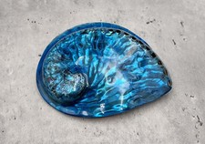 Polished Blue Dyed Abalone Midas Seashell (1 shell approx. 5+ inches) picture